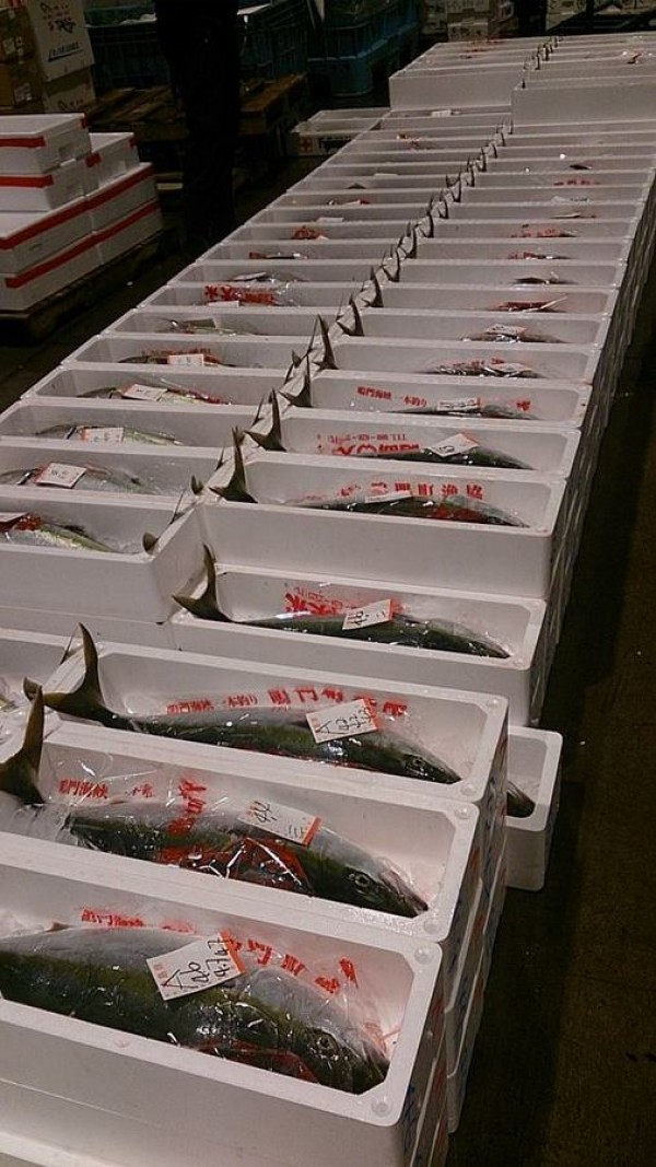 日本海の寒ブリ漁が始まりました。サムネイル