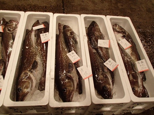 ２月２１日　本日のお奨めは「真鱈：釣り物」です。サムネイル