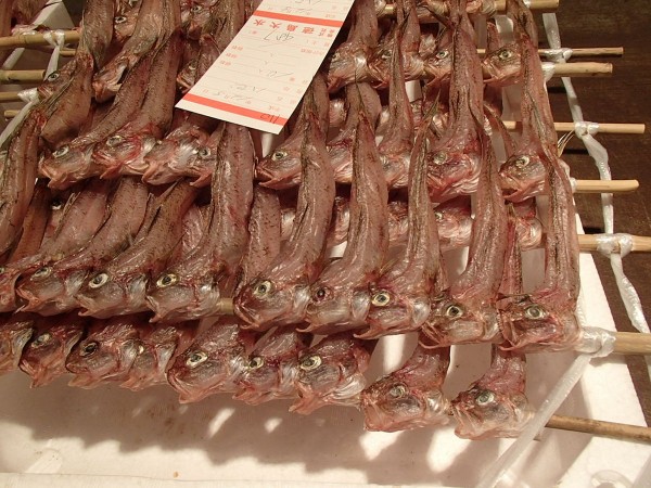 １２月５日　水曜日　本日は魚の入荷が少なかったですが、本日入荷された魚を色々紹介します。サムネイル